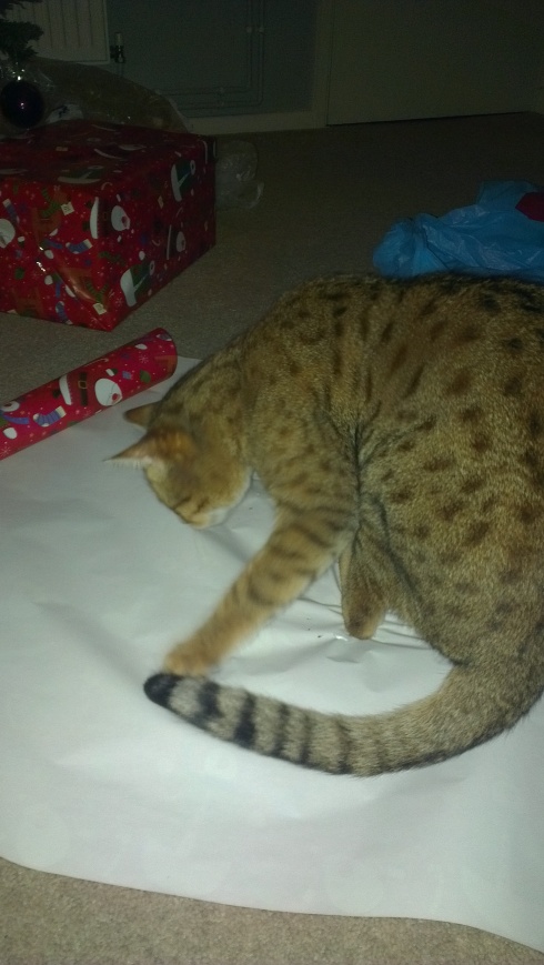 Badger helps wrap Christmas presents - nuff said!!